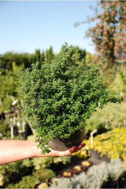 Чебрець звичайний / Тим’ян - 3л/вис.10-15см/Ø15-20см